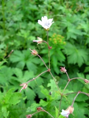 Geranium krylovii