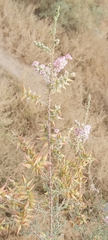 Tamarix aucheriana