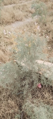 Tamarix aucheriana