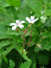 Geranium krylovii