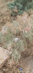 Tamarix aucheriana