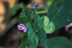 Dicliptera chinensis