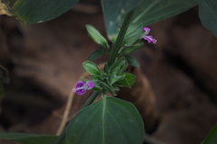 Dicliptera chinensis