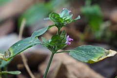 Dicliptera chinensis