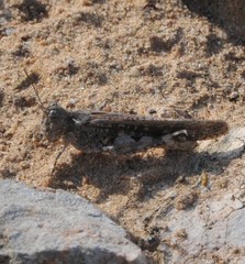 Austroicetes