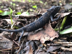 Bradypodion caeruleogula