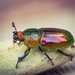 Golden Stag Beetle - Photo (c) jenn, some rights reserved (CC BY-NC), uploaded by jenn