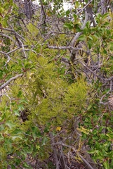 Asparagus burchellii