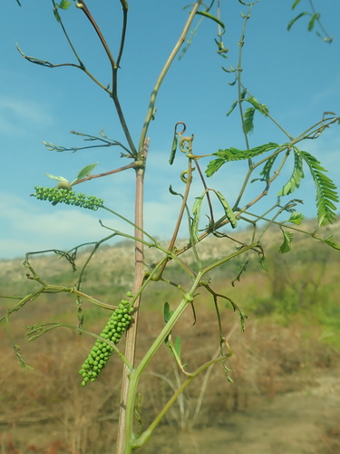 Entada tuberosa image