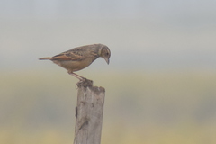 Mirafra assamica