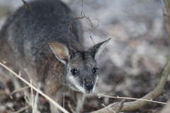 Notamacropus eugenii decres