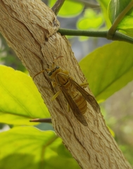 Gyrostoma