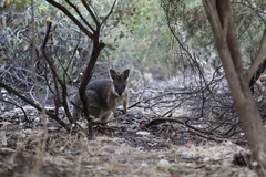 Notamacropus eugenii decres