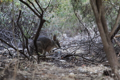 Notamacropus eugenii decres