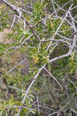 Searsia longispina