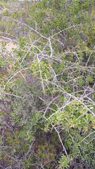 Searsia longispina