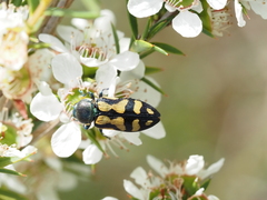 Castiarina adelaidae