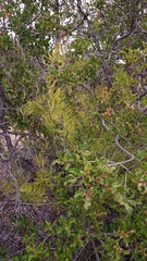 Asparagus burchellii