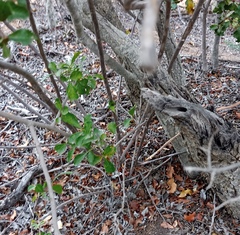 Asparagus burchellii