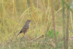Mirafra assamica