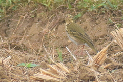Anthus hodgsoni