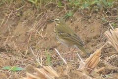 Anthus hodgsoni