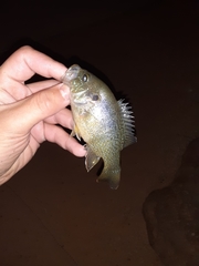 Lepomis cyanellus