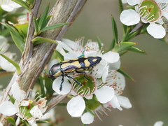 Castiarina adelaidae
