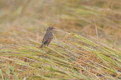 Mirafra assamica