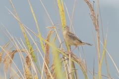 Cisticola juncidis