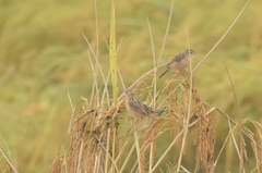 Cisticola juncidis
