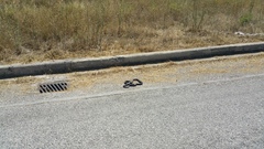 Dolichophis jugularis