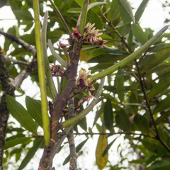 Luisia brachystachys