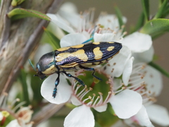 Castiarina adelaidae