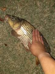 Cyprinus carpio