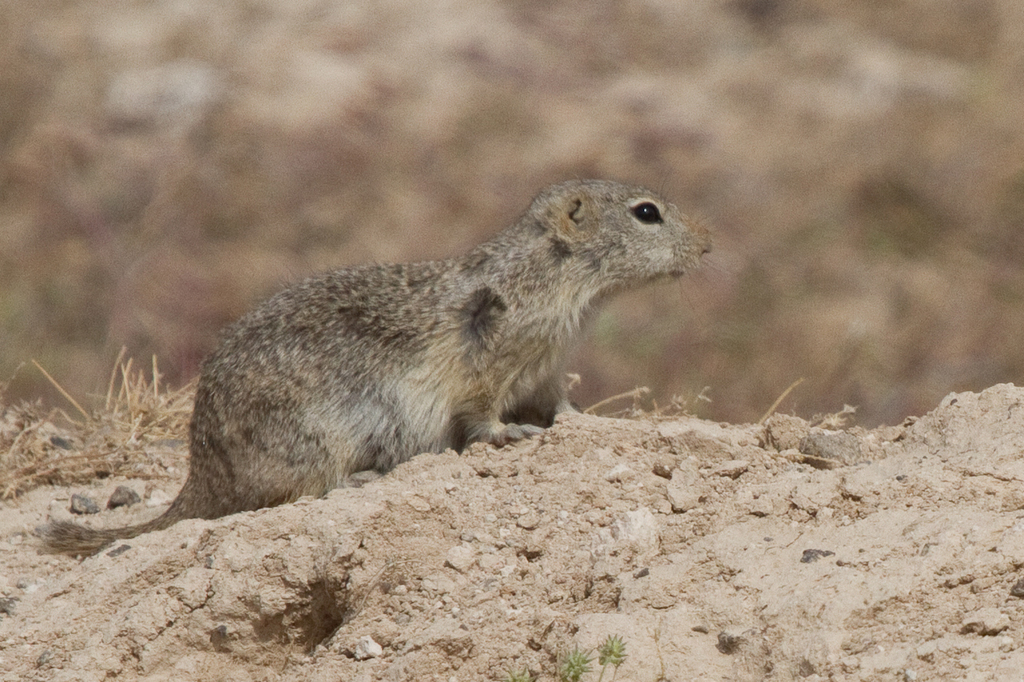 Urocitellus mollis idahoensis