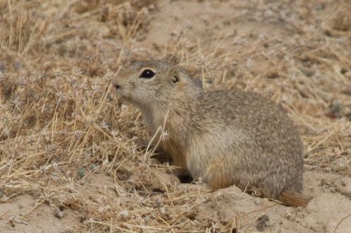Snake River Plains Ground Squirrel
