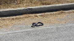 Dolichophis jugularis