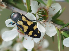 Castiarina adelaidae