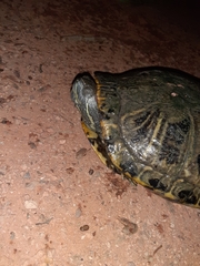 Trachemys scripta elegans