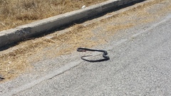 Dolichophis jugularis