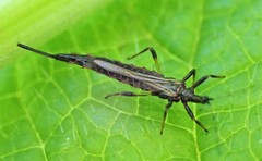 Idolothrips spectrum