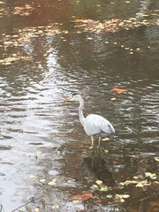 Ardea cinerea