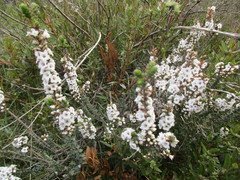 Epacris gunnii