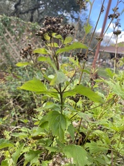 Conoclinium coelestinum