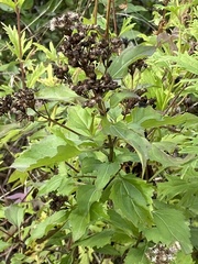 Conoclinium coelestinum