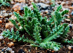 Saussurea ceterachifolia