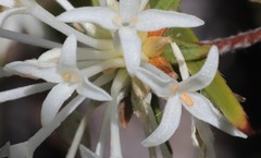 Pimelea longiflora