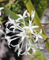 Pimelea longiflora