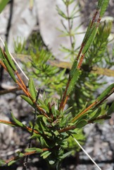 Pimelea longiflora